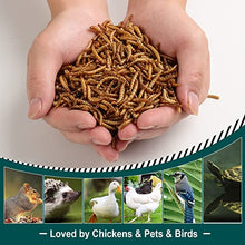WORKPOINT 44LBS Dried Mealworms for Chickens, 100% Natural Premium Quality Non-GMO, Treats for Poultry, Chickens, Ducks and Geese