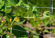 Trellis Netting, Aaamazing Netting, Scrog Net, Trellis Net, 6.5ft x 4920ft Roll, for Climbing Plants, Cut Flower Support, Garden, Grow Pea, Bean, Grape Vine, Mesh, Heavy Duty, 6x6 Inch Squares