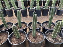 Cactus Outlet - Mexican Fence Post Cacti - Cactus Plants Live, 36”+ Live Plants Indoor & Outdoor Use, Rare Large Live Cactus - Landscape Ready Large Cactus Plant Live Delivered Right to Your Door