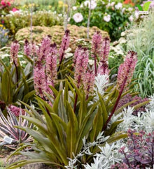 Votaniki Purple Reign Pineapple Lily Eucomis Top Size Bulb with Burgundy Foliage and Pink Mauve Flower Spikes for Patio Containers Borders Cut Flowers and Summer Gardens
