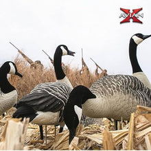 Avian-X AXP 6 Piece Honker Sentry Goose Decoy Set