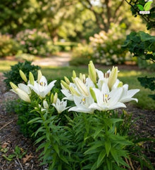 Votaniki Bright Diamond LA Hybrid Lily Top Size Bulbs, Fragrant Pure White Flowers with Lime Green Throats, Early to Mid Summer Blooms for Borders, Containers and Cutting Gardens