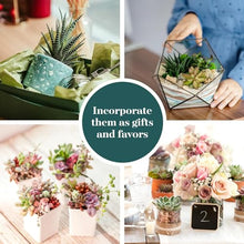 Shop Succulents Assorted Succulent Plant Pack Collection - Live Mini Succulent Plants, Low Maintenance, Mixture of Colors & Textures - Wedding and Party Favors, Gift & Garden, Pack of 256