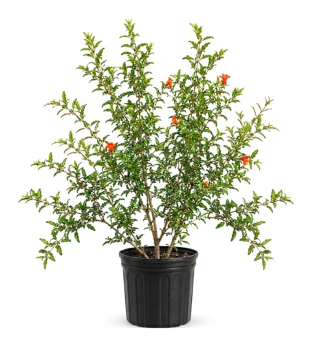 Votaniki Surh Anor Pomegranate Tree 3 Gallon Cold Hardy Live Fruiting Plant 2 to 3 Ft Tall with Sweet Flavorful Fruit for Outdoor Gardens Patio Containers and Orchards (Pack of 3)