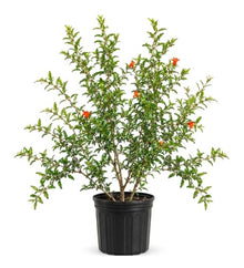 Votaniki Surh Anor Pomegranate Tree 3 Gallon Cold Hardy Live Fruiting Plant 2 to 3 Ft Tall with Sweet Flavorful Fruit for Outdoor Gardens Patio Containers and Orchards (Pack of 3)