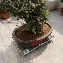 Dalumian Plant Caddy with Wheels, Heavy Duty Plant Stand with 360° Lockable Caster, Metal Rolling Plant Saucers, 800kg Capacity, Suitable for Heavy Plant Pots and Outdoor Use(White,80 * 39cm)