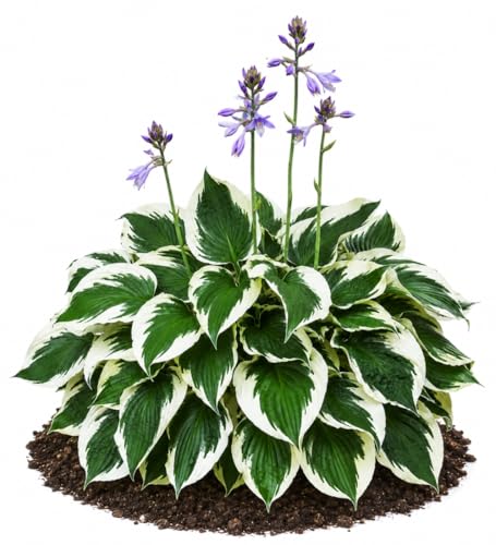 Votaniki Hosta Patriot #1 Size Root Variegated Dark Green White Foliage Lavender Flowers for Shade Gardens Woodland Borders Patio Containers and Landscape Planting