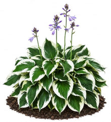 Votaniki Hosta Patriot #1 Size Root Variegated Dark Green White Foliage Lavender Flowers for Shade Gardens Woodland Borders Patio Containers and Landscape Planting