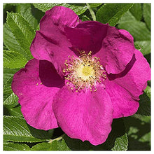 Everwilde Farms - 1 Lb Prairie Wild Rose Native Wildflower Seeds - Gold Vault