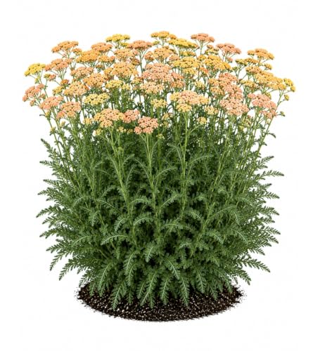 Votaniki Achillea Firefly Peach Sky Yarrow Live Perennial #1 Size Root XXL with Peach Orange Flowers Pollinator Friendly Plant for Borders Containers and Cut Flower Gardens