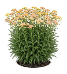 Votaniki Achillea Firefly Peach Sky Yarrow Live Perennial #1 Size Root XXL with Peach Orange Flowers Pollinator Friendly Plant for Borders Containers and Cut Flower Gardens