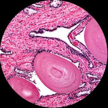 AmScope T360B-10M Digital Trinocular Compound Microscope 40X-2000X White