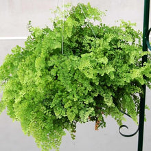 Mountain Valley Seed Co Bloom Master Hanging Baskets - 2 Gallon (48 Pack)