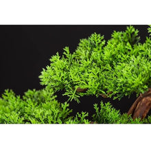 TOOSII Simulation Potted Plants Bonsai Tree Simulation Bonsai Simulation Pine Bonsai Plant Decoration Porch Study Living Room Decoration Ornaments Fake Plant Greenery Decor for Desk (Color : A)