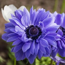 Votaniki Anemone Coronaria 'Lord Lieutenant' Bulbs for Planting - Double Flowers, Hardy Spring Blooming Perennials - Easy to Grow (500 Pack)