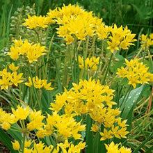 Votaniki Allium Moly Bulbs - Long Lasting Blooms, Allium Moly (Lily Leek) | Golden Yellow Perennial Flowering Bulbs for Summer & Spring Gardens, Easy to Grow (500 Pack)