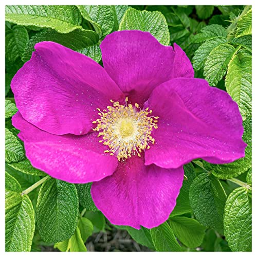 Everwilde Farms - 1 Lb Prairie Wild Rose Native Wildflower Seeds - Gold Vault