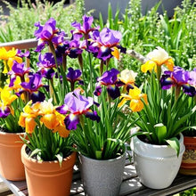 Dutch Iris Rainbow Mix – Top Size Flower Bulbs for Fall Planting | Hardy Perennial Bulbs for Planting | Vibrant Mixed Colors – Great for Gardens & Cut Flowers