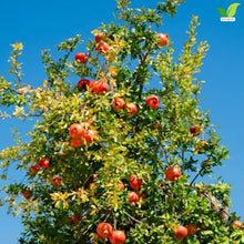 Votaniki Kara Bala Miursal Pomegranate Live Fruit Tree Plant 2 to 3 Ft Tall Cold Hardy Variety with Sweet Dark Red Fruit for Home Orchards Edible Gardens and Containers