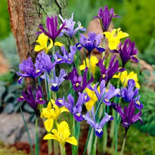 Dutch Iris Rainbow Mix – Top Size Flower Bulbs for Fall Planting | Hardy Perennial Bulbs for Planting | Vibrant Mixed Colors – Great for Gardens & Cut Flowers