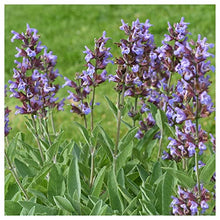 Everwilde Farms - 1 Lb Organic Broadleaf Sage Herb Seeds - Gold Vault Packet