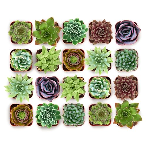 Shop Succulents Wild Rosette Succulent Plant Pack – Live Mini Rosette Succulents, Variety of Colors & Textures, Easy Care Plants – Home Decor, Gifts & Succulent Garden, 2" Pots