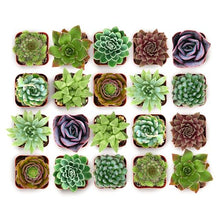 Shop Succulents Wild Rosette Succulent Plant Pack – Live Mini Rosette Succulents, Variety of Colors & Textures, Easy Care Plants – Home Decor, Gifts & Succulent Garden, 2" Pots