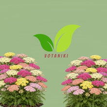 Votaniki Achillea Colorado Mix Yarrow Bare Root Perennial Mixed Color Summer Blooms Upright Hardy Plants for Garden Borders Cut Flowers Dried Arrangements Outdoor Growing (Pack of 50)
