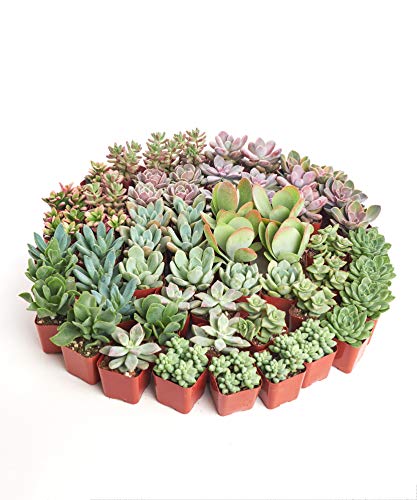 Shop Succulents Assorted Succulent Plant Pack Collection - Live Mini Succulent Plants, Low Maintenance, Mixture of Colors & Textures - Wedding and Party Favors, Gift & Garden, Pack of 256