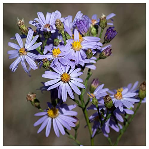 Everwilde Farms - 1 Lb Sky Blue Aster Native Wildflower Seeds - Gold Vault