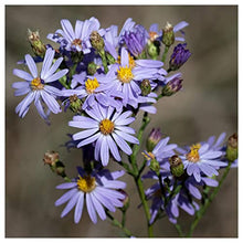 Everwilde Farms - 1 Lb Sky Blue Aster Native Wildflower Seeds - Gold Vault
