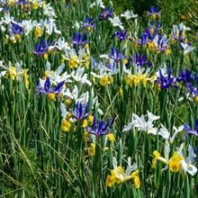 Dutch Iris Rainbow Mix – Top Size Flower Bulbs for Fall Planting | Hardy Perennial Bulbs for Planting | Vibrant Mixed Colors – Great for Gardens & Cut Flowers