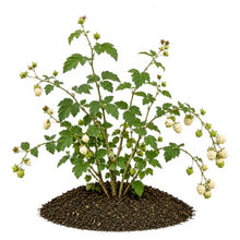 Votaniki Snowbank White BlackBerry 2 to 3 Ft Live Plant Rubus Hybrid Milky White Sweet Fruit Self Fertile Berry Bush for Home Gardens Trellis Growing and Backyard Orchards