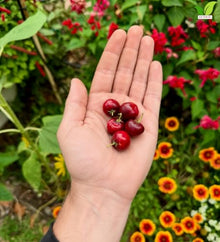 Votaniki Barbados Acerola Cherry Shrub Malpighia glabra 2 to 3 Feet Live Plant Produces Sweet Tart Edible Fruit for Patio Containers Outdoor Gardens and Edible Landscapes