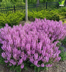 Votaniki Salvia Moulin Rouge Garden Sage Grade No. 1 XXL Bare Root Perennial with Rosy Pink Flower Spires for Sunny Borders Pollinator Gardens Containers and Cut Flowers