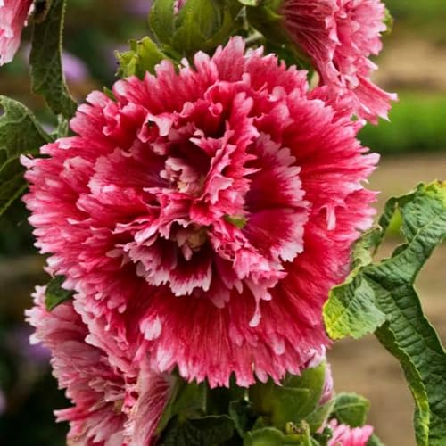 Votaniki Alcea Rosea ‘Fiesta Time’ (Hollyhock) 3 Inch Pot Live Plant – Dwarf Perennial with Double Pink Flowers for Summer | Compact, Deer-Resistant & Easy to Grow (25 Pack)