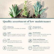 Shop Succulents Assorted Succulent Plant Pack Collection - Live Mini Succulent Plants, Low Maintenance, Mixture of Colors & Textures - Wedding and Party Favors, Gift & Garden