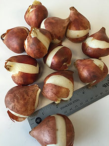 1,000 Bulbs - Bulk Yellow Tulips Flower Bulbs - 1,000 Bulbs per Pack - Good as Cut Flowers - Easy to Grow Live Plants - Outdoor Garden