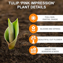 Garden State Bulb Darwin Hybrid Pink Impression Tulip Flower Bulbs, 12/+ cm (Bag of 250)
