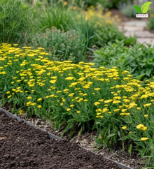 Votaniki Achillea Sassy Summer Lemon Yarrow Grade No. 1 XXL Bare Root Perennial with Bright Yellow Summer Blooms for Sunny Borders Pollinator Gardens Containers and Cut Flowers