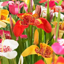 Votaniki Tigridia Mix Bulbs Vibrant Tiger Flower Summer Blooming Bulbs for Garden Borders Containers Rock Gardens and Colorful Outdoor Cut Flower Displays (Pack of 250)