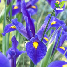Votaniki's Dutch Iris Park Avenue Bulbs for Fall Planting | Deep Violet Blue and Vibrant Yellow Perennial Flower Bulbs for Spring Blooming Gardens, and Stunning Landscape (Pack of 1100)