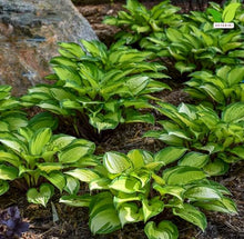 Votaniki Hosta Island Breeze Starter Plant Variegated Foliage Shade Loving Perennial Purple Flowers for Garden Borders Containers Woodland Shade Outdoor Growing (Pack of 25)