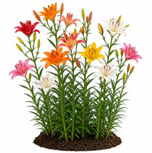 Votaniki Asiatic Lily Mixed Top Size Flower Bulbs Colorful Trumpet Blooms for Summer Gardens Cut Flower Arrangements Borders Pollinator Friendly Perennial Planting (Pack of 100)