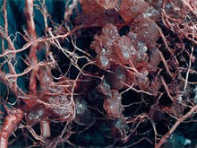 Amending Soil with Potassium Polymer Water Storing Crystals Gel (20 Pounds)