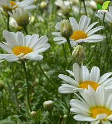 Votaniki White Mountain Shasta Daisy Bare Roots Compact White Summer Flowering Perennial with Yellow Centers for Borders Cottage Gardens Pollinator Beds and Cut Flowers (Pack of 50)
