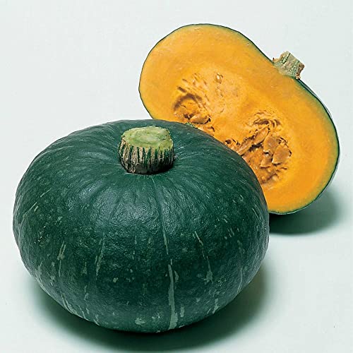 Kitazawa Seed Company Japanese Winter Squash Seeds Sweet Mama Hybrid 1 Lb Yellow