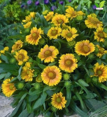 Votaniki Gaillardia aristata Arizona Apricot Blanket Flower 3 Inch Root Starter Plant with Apricot and Yellow Blooms for Borders, Containers, Cut Flowers and Butterfly Gardens