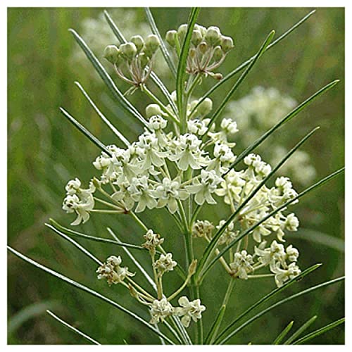 Everwilde Farms 1 Lb Whorled Milkweed Native Wildflower Seeds Gold Vault