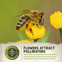 MySeeds.Co Brand, Zinnia Flowers Seeds in Multi-Colors Varieties, You Choose Colors and Sizes (5 LB (~ 340000 Seeds), Dwarf Thumbelina)